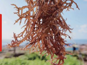 carrageenan